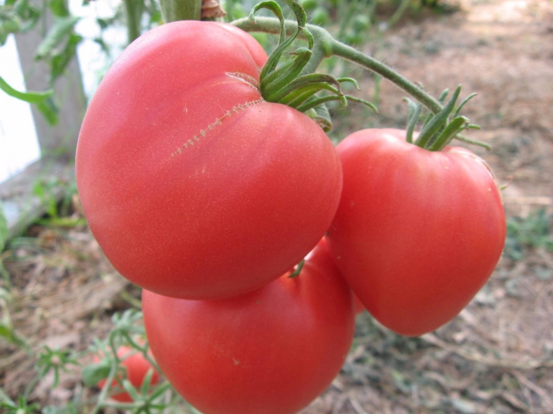 Как и чем подкармливать свои томаты