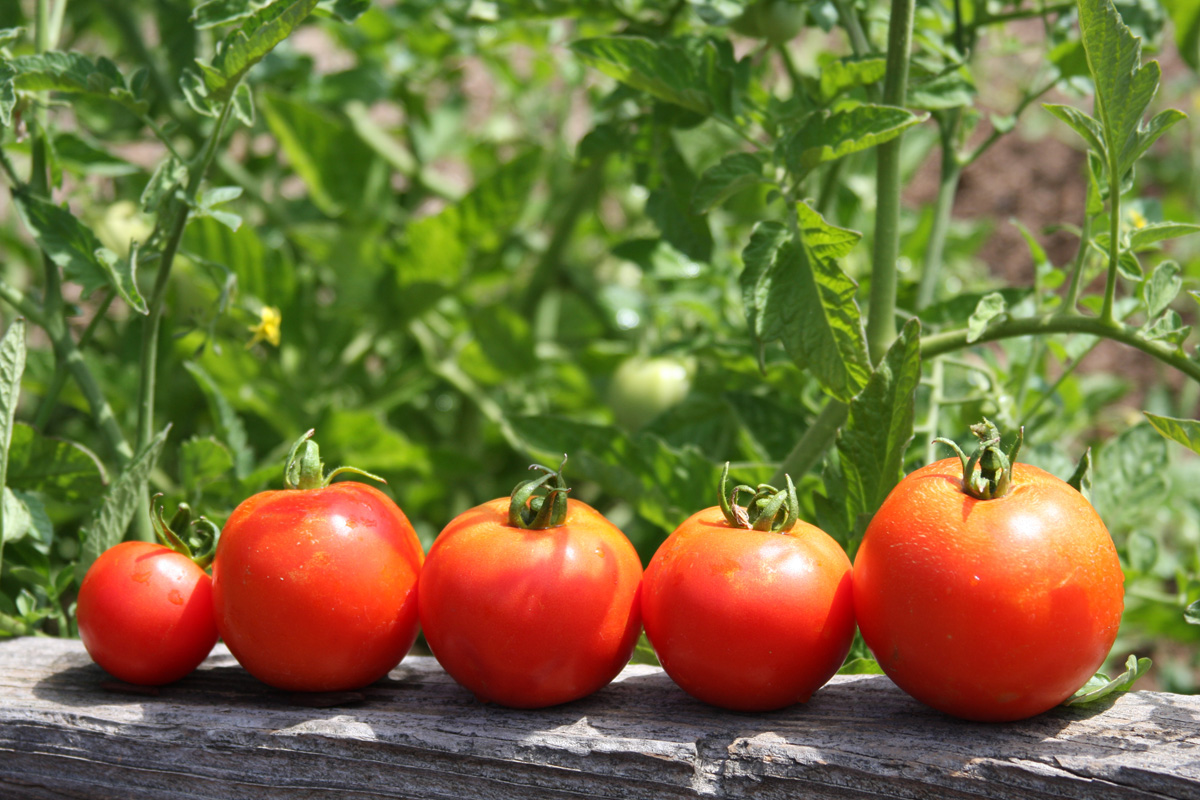 Как выбрать сорта томатов, чтобы не пролететь с урожаем